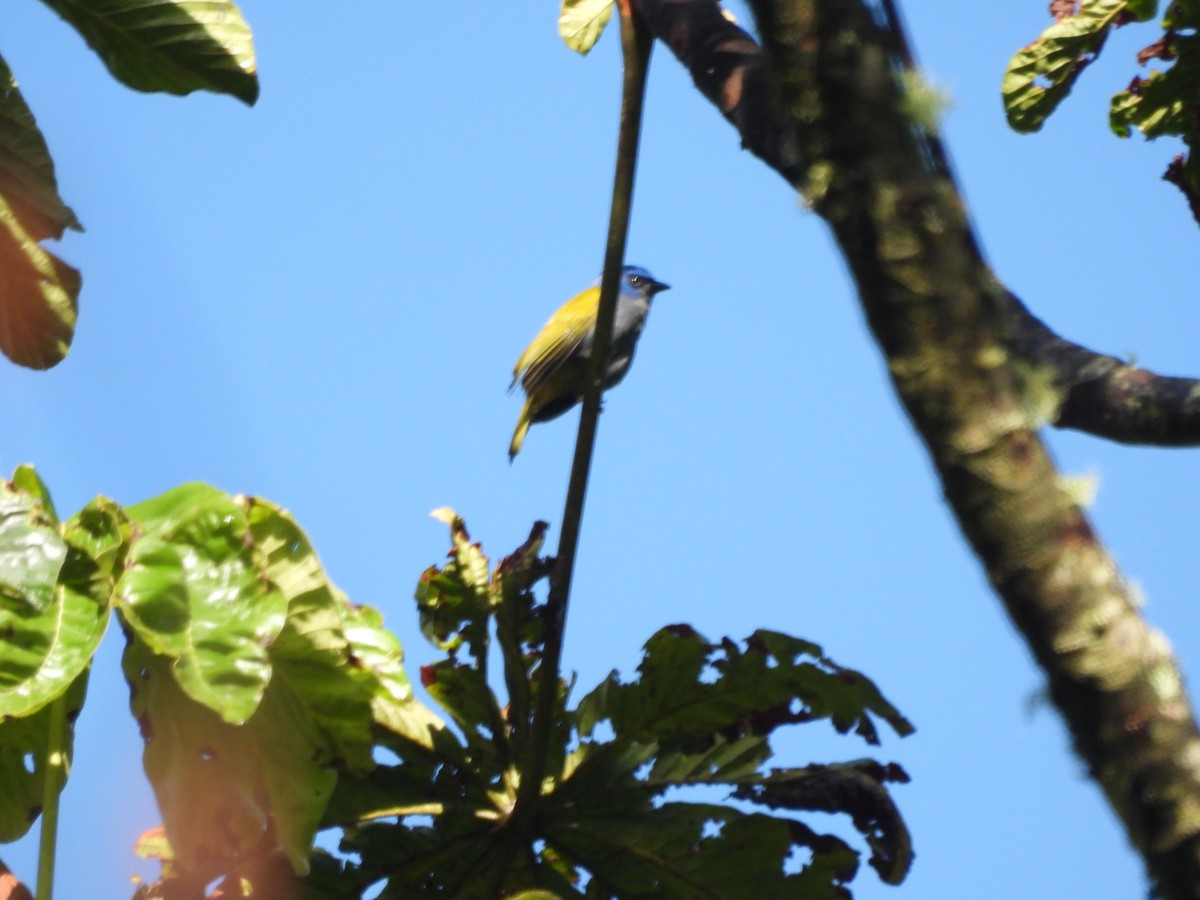 Blue-capped Tanager - ML620176394