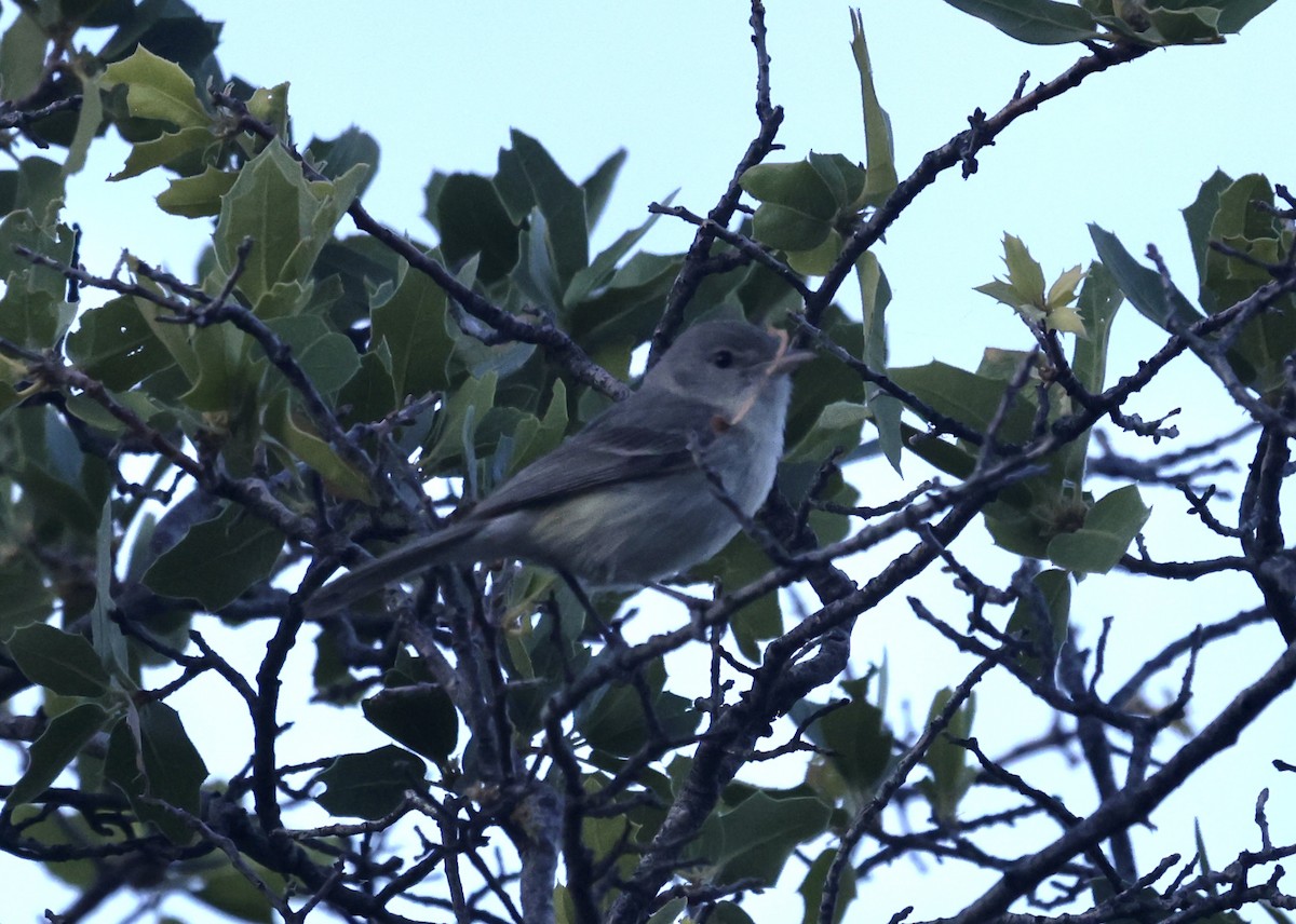 Bell's Vireo - ML620176397