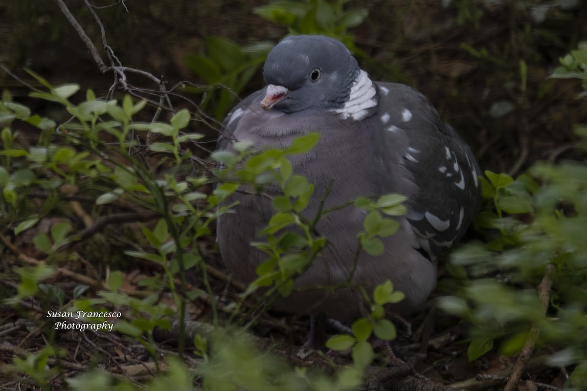 Common Wood-Pigeon - ML620176398