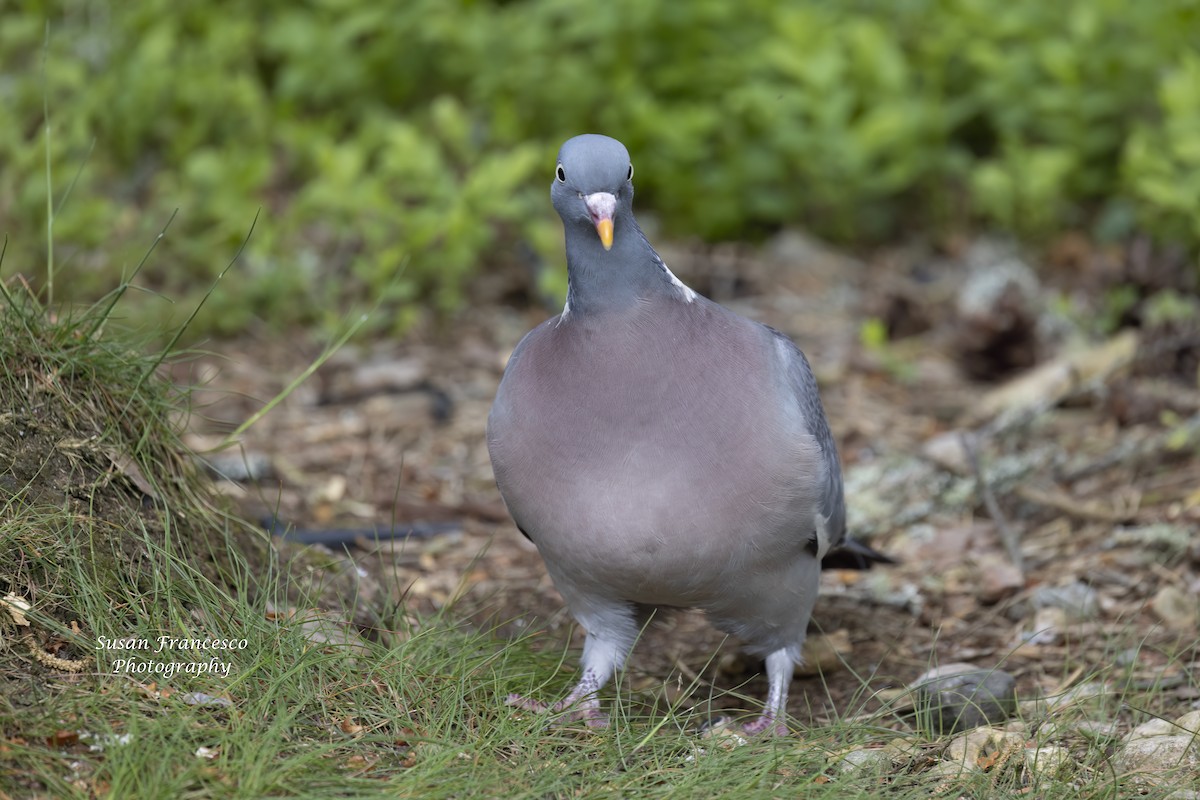 Common Wood-Pigeon - ML620176399