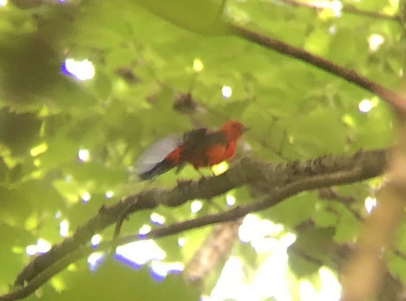 Scarlet Tanager - ML620176405