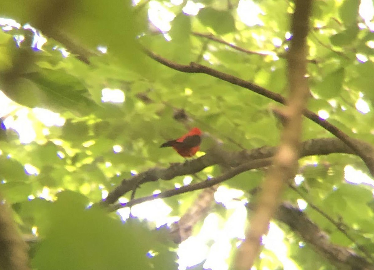 Scarlet Tanager - ML620176406