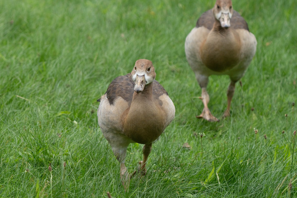 Egyptian Goose - ML620176413