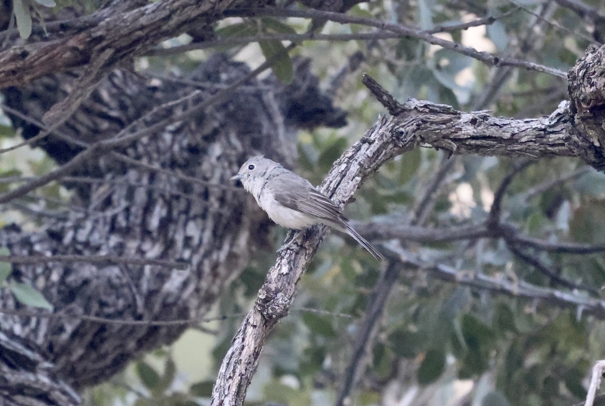 Gray Vireo - ML620176415