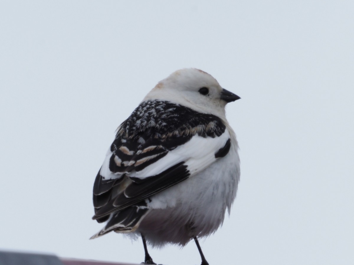 Snow Bunting - Robert Kemper