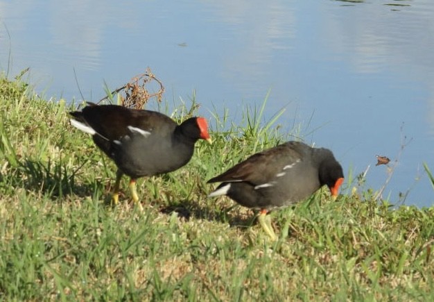 Common Gallinule - ML620176420