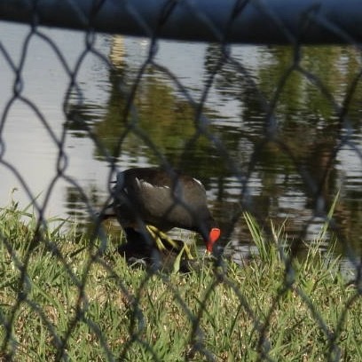 Common Gallinule - ML620176421