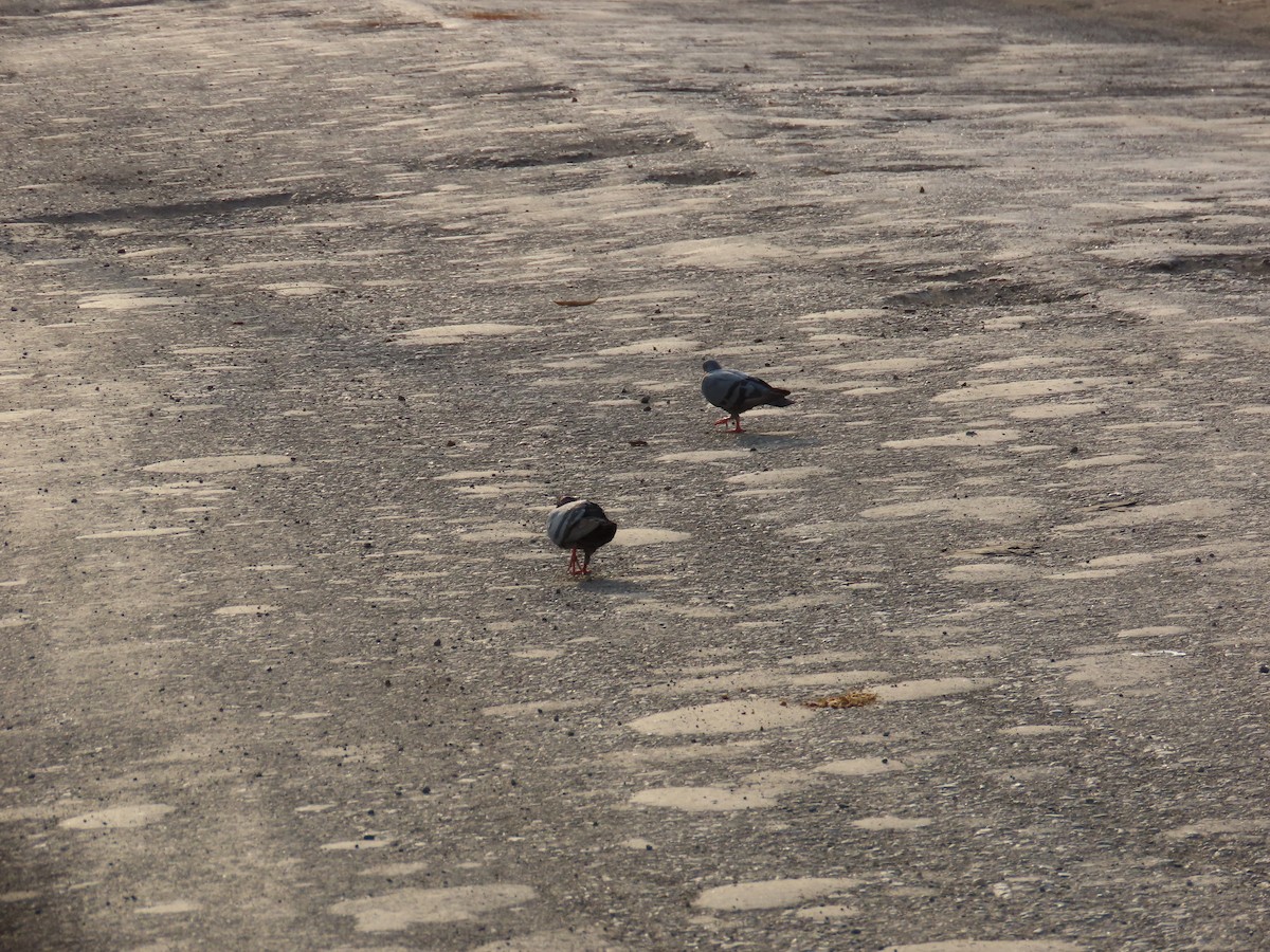 Rock Pigeon (Feral Pigeon) - ML620176432