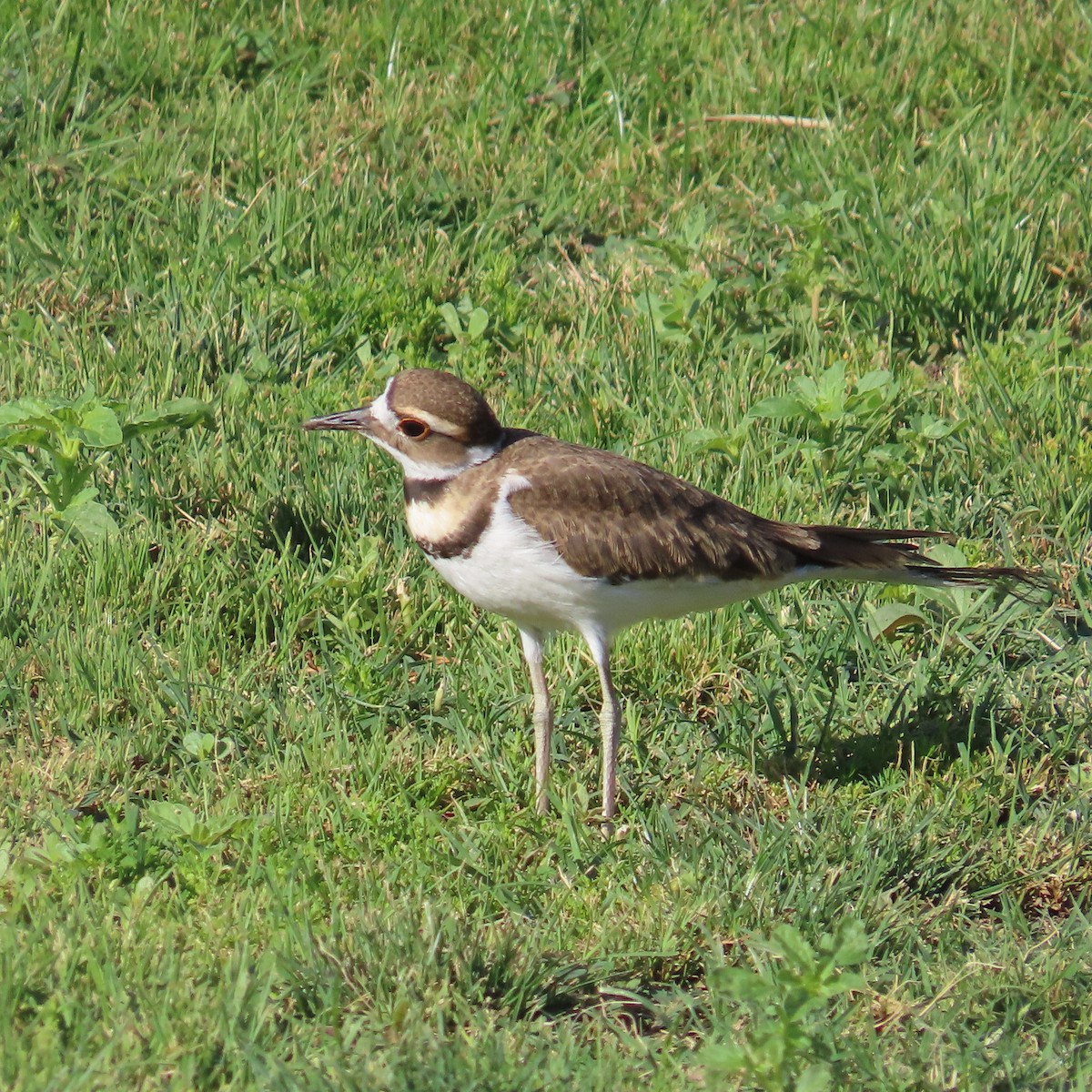 Killdeer - ML620176434