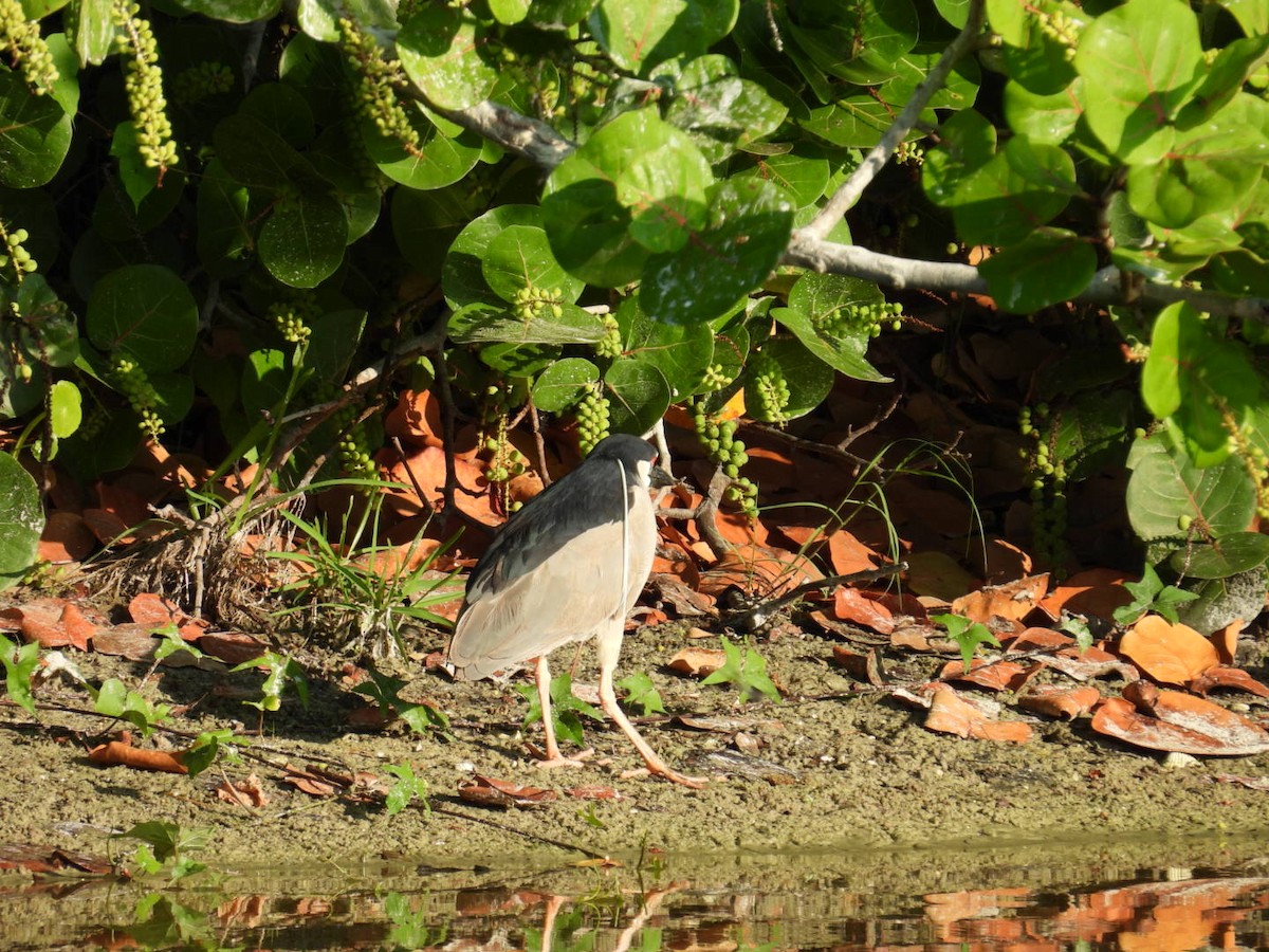 Black-crowned Night Heron - ML620176461