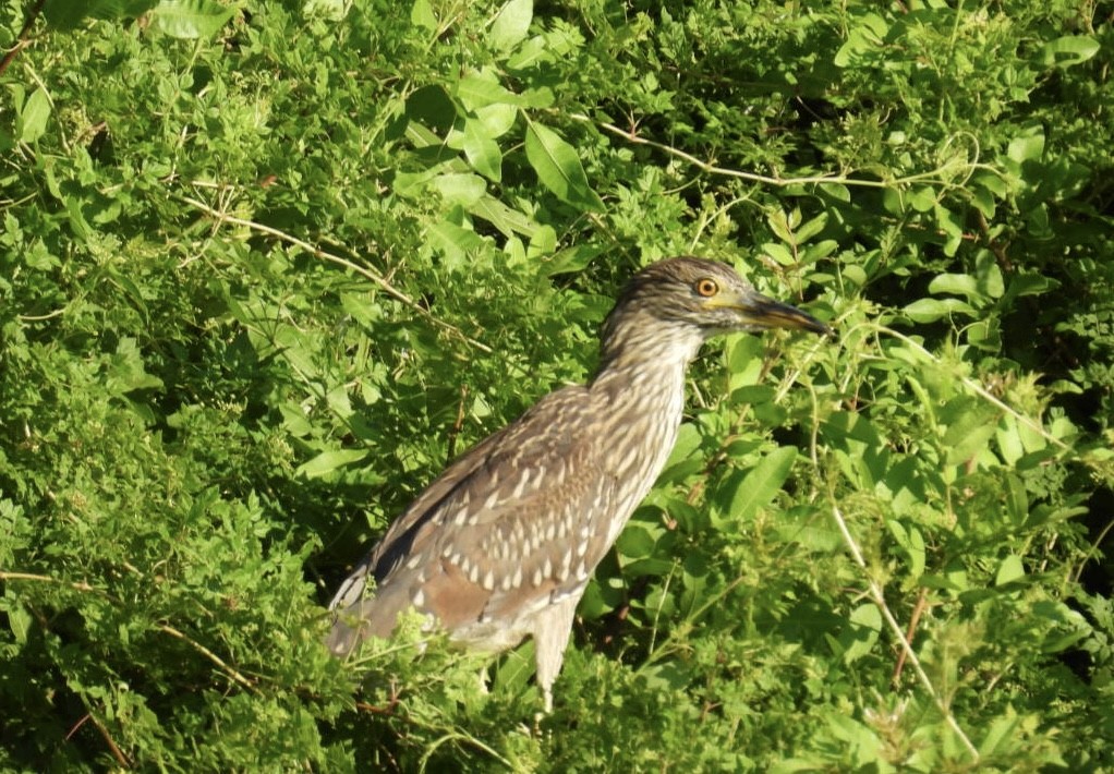 Black-crowned Night Heron - ML620176464