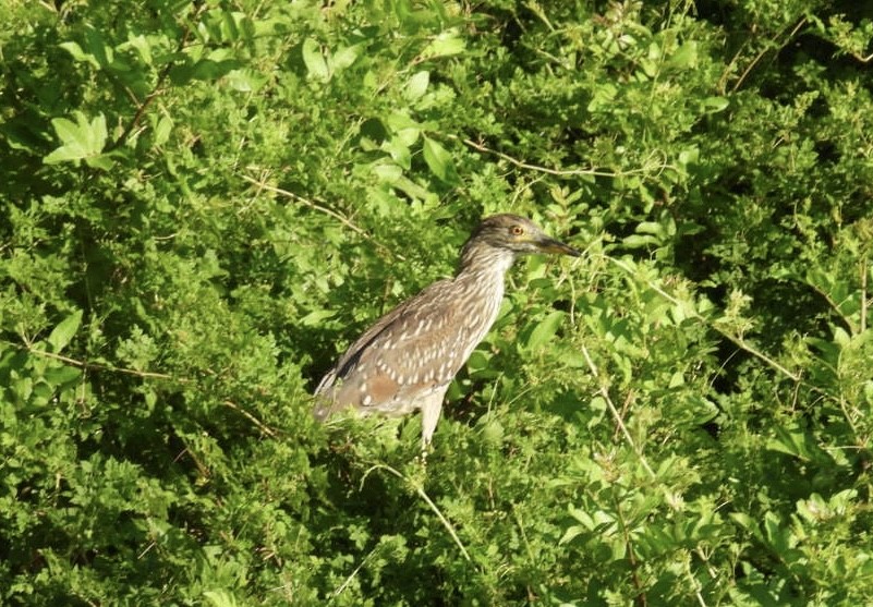 Black-crowned Night Heron - Denise Rychlik