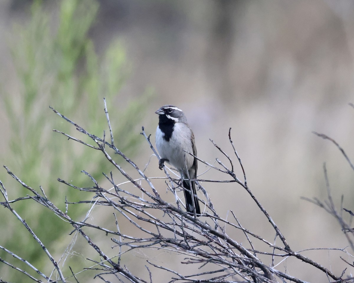 Black-throated Sparrow - ML620176482