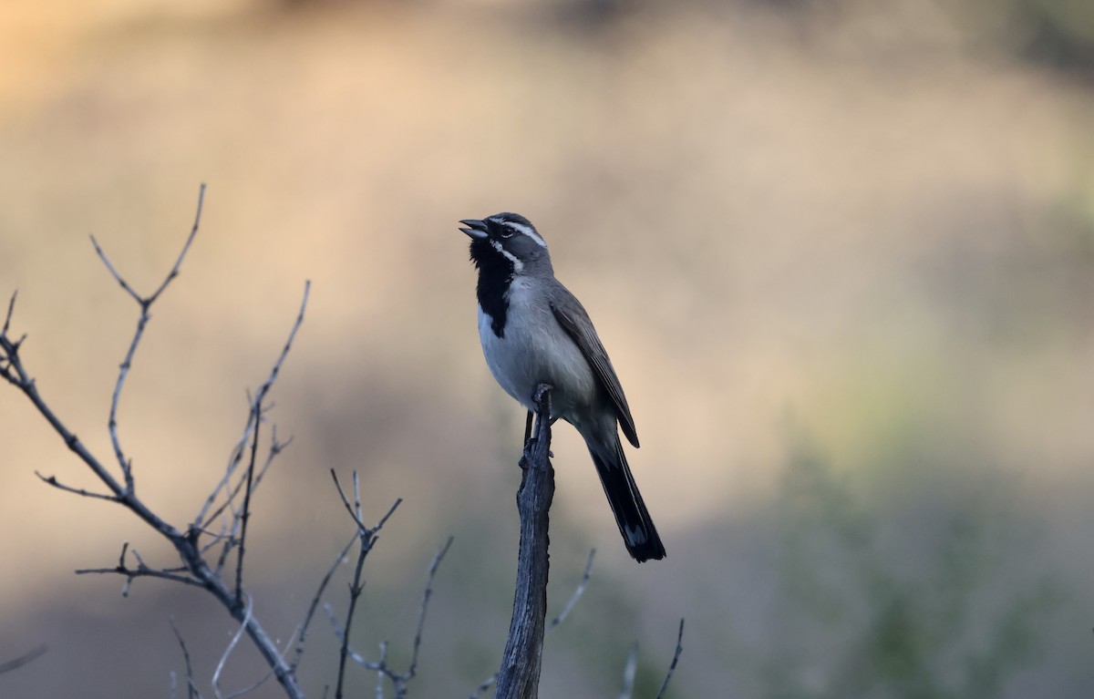 Black-throated Sparrow - ML620176483