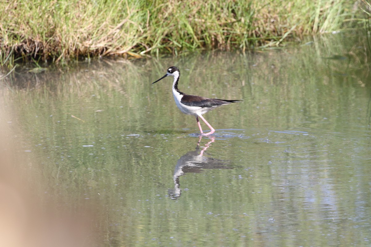 Black-necked Stilt - ML620176484