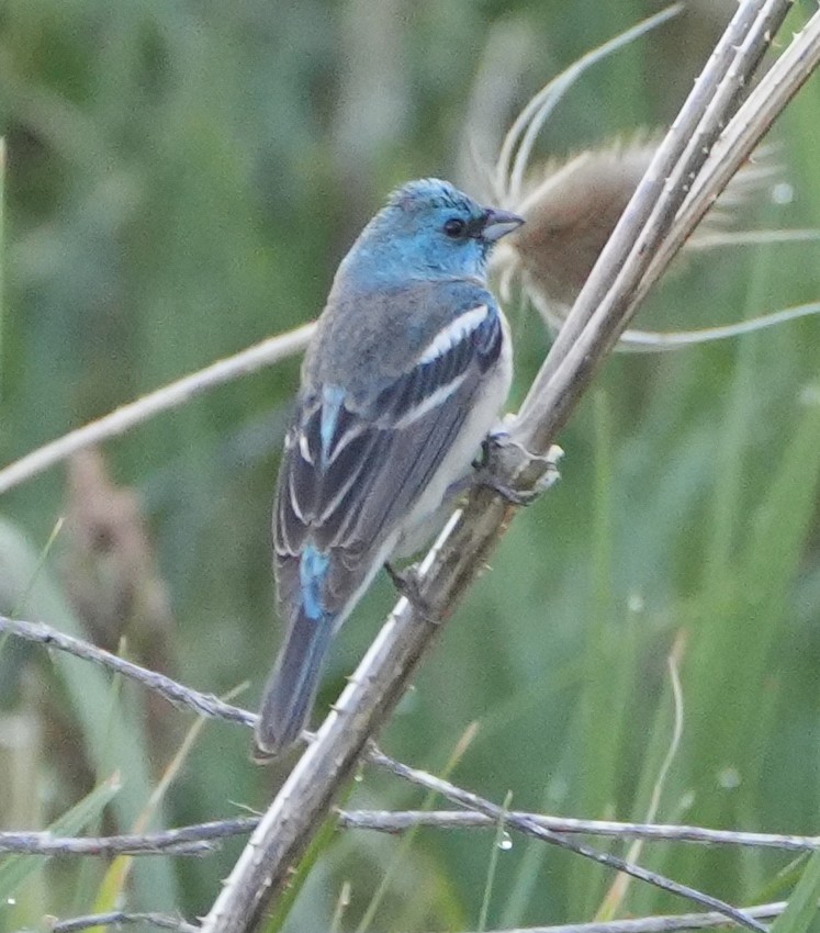 Lazuli Bunting - ML620176489