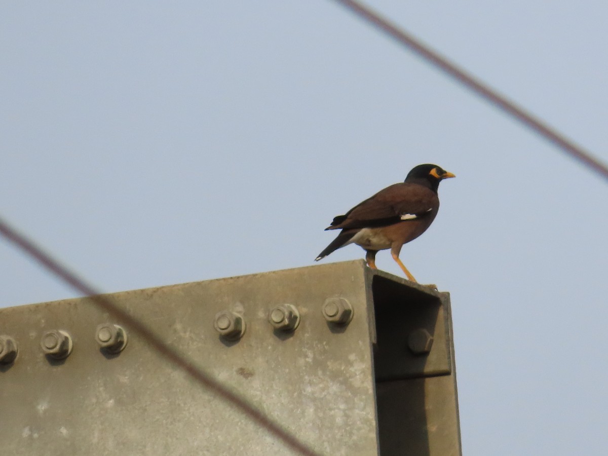 Common Myna - ML620176491