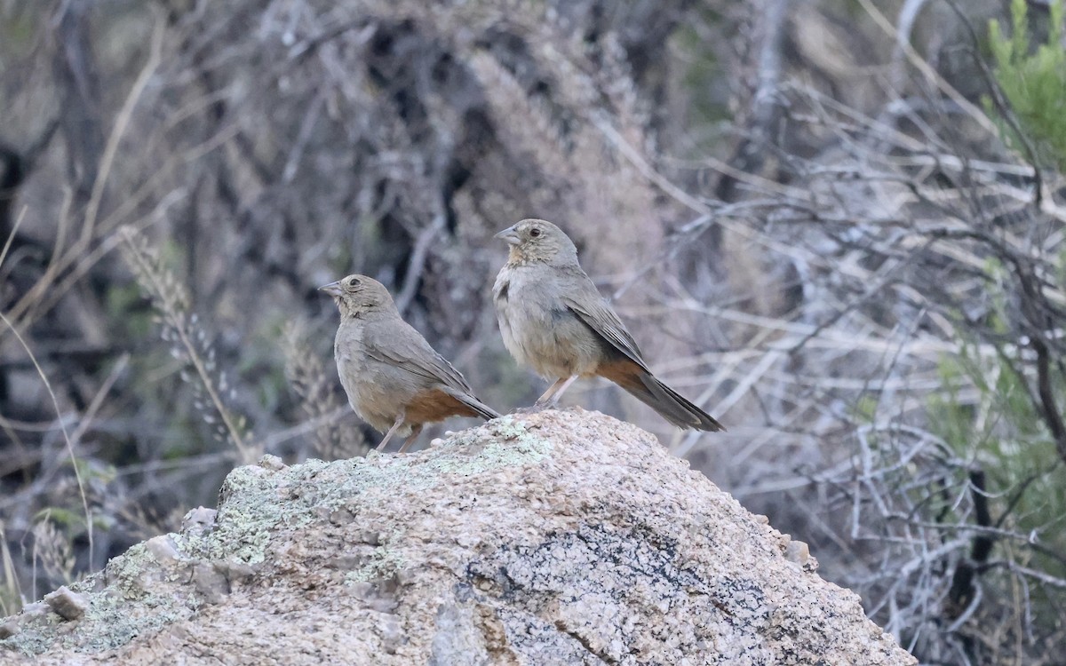 Canyon Towhee - ML620176493