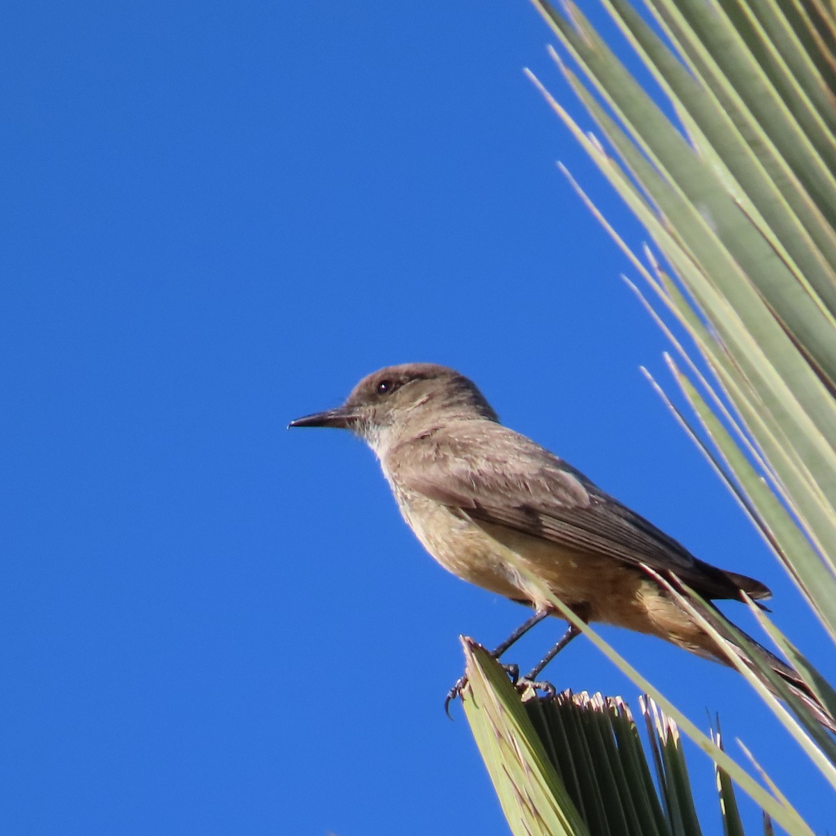 Say's Phoebe - ML620176497