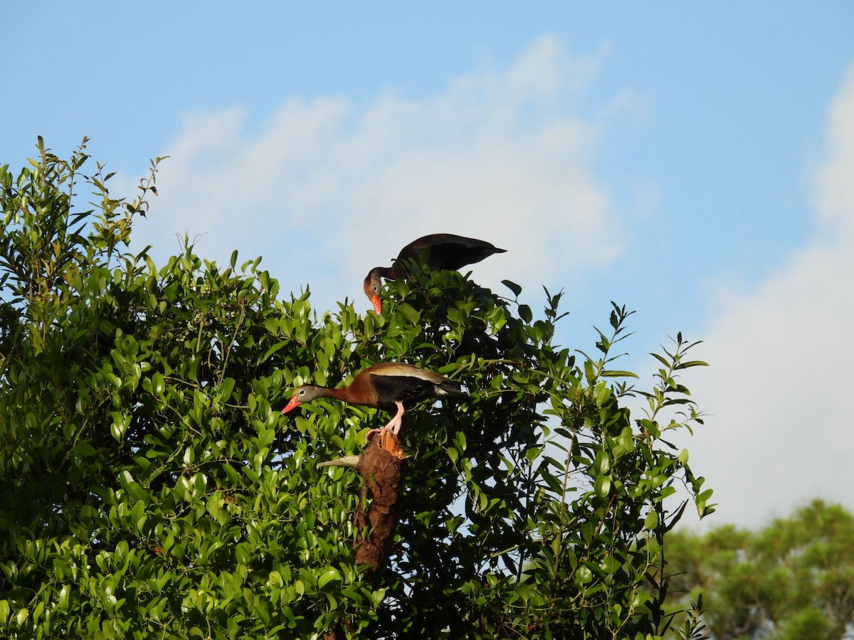 Black-bellied Whistling-Duck - ML620176499