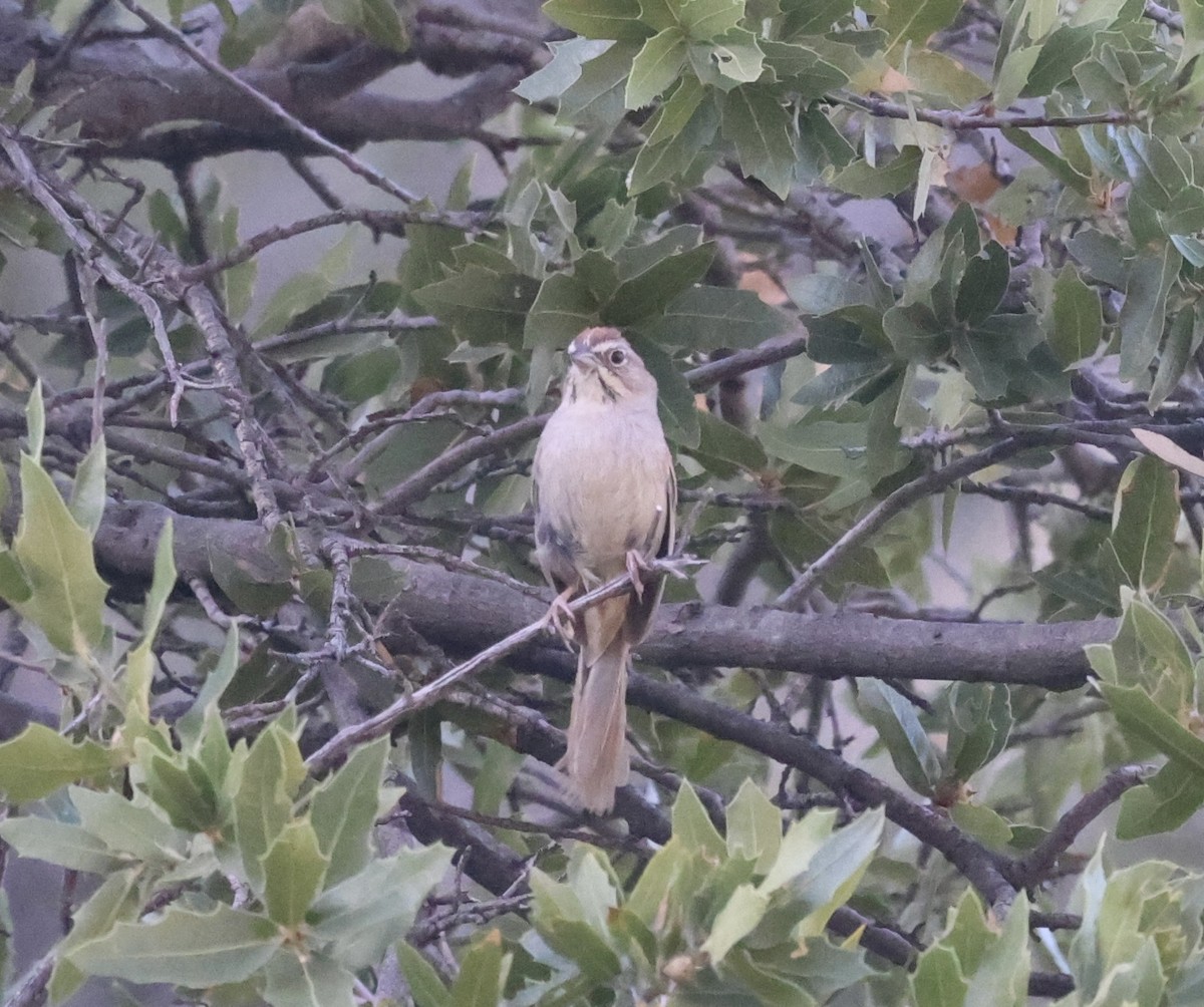 Rufous-crowned Sparrow - ML620176500