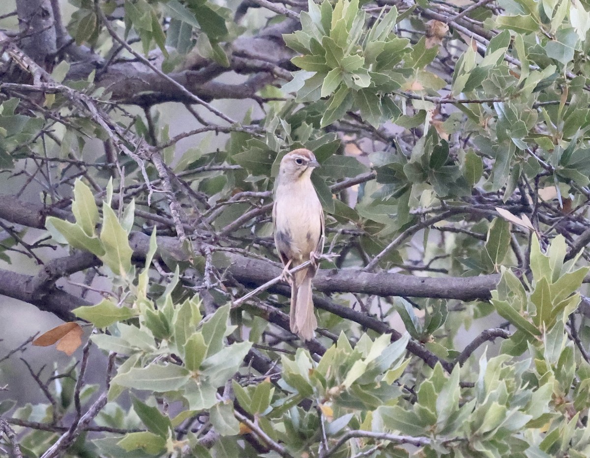 Rufous-crowned Sparrow - ML620176501