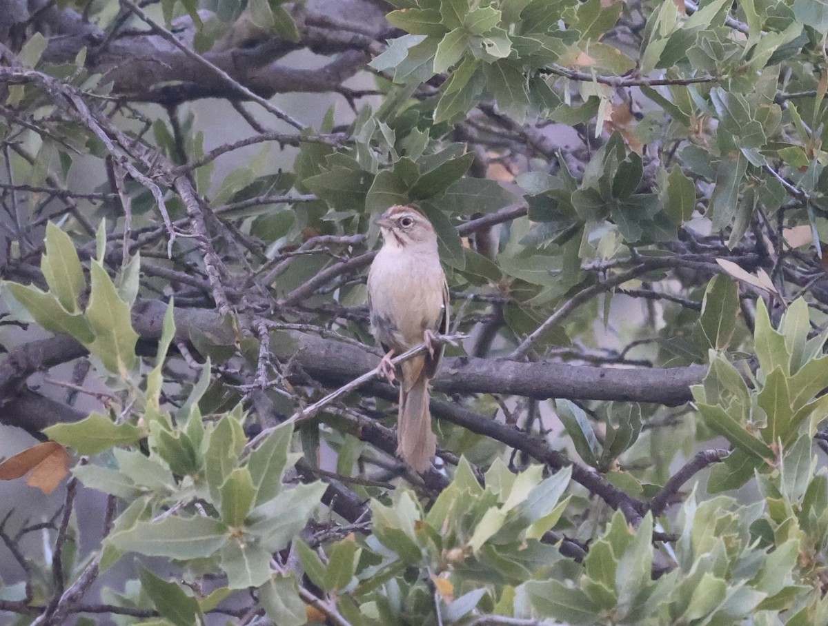 Rufous-crowned Sparrow - ML620176502