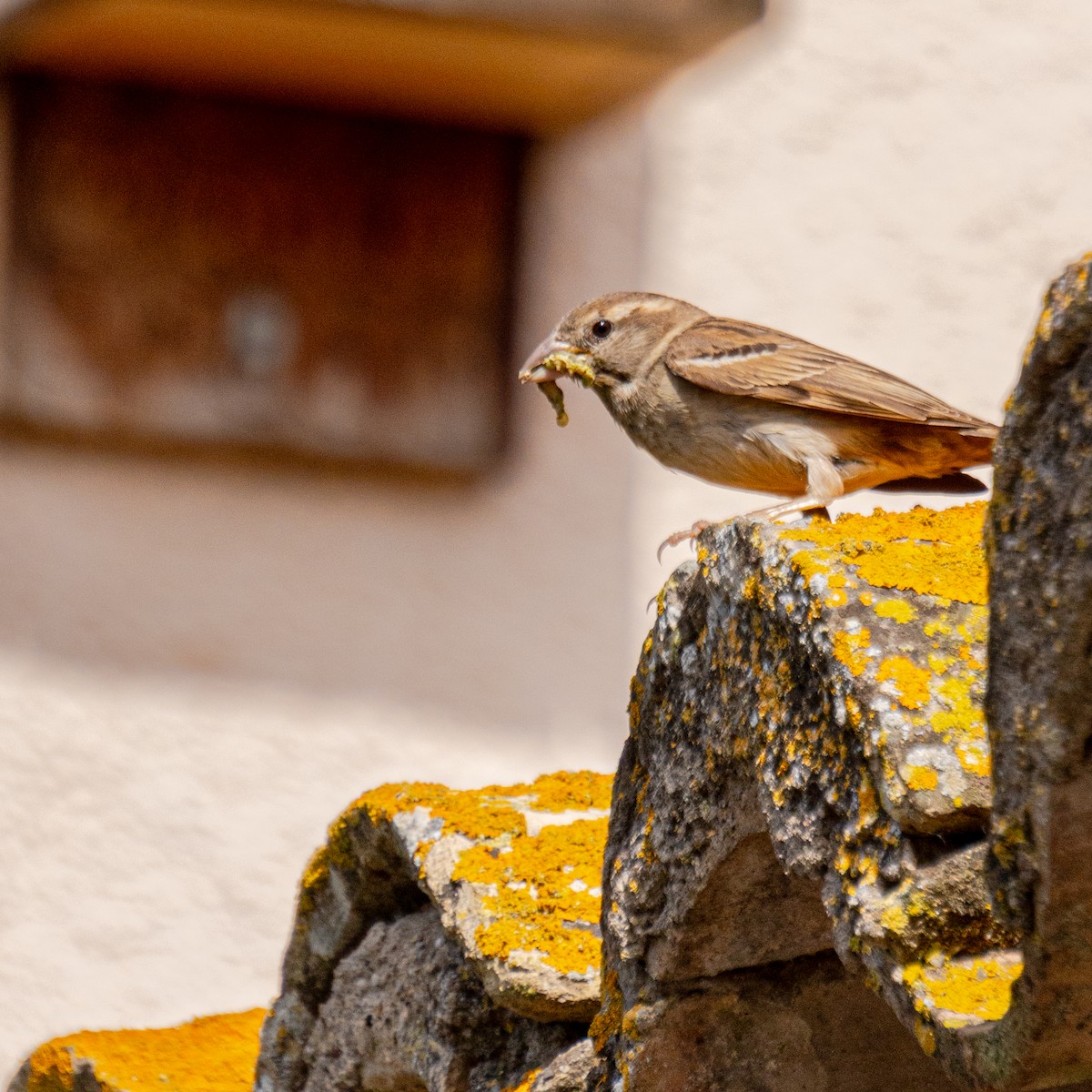 House Sparrow - ML620176506