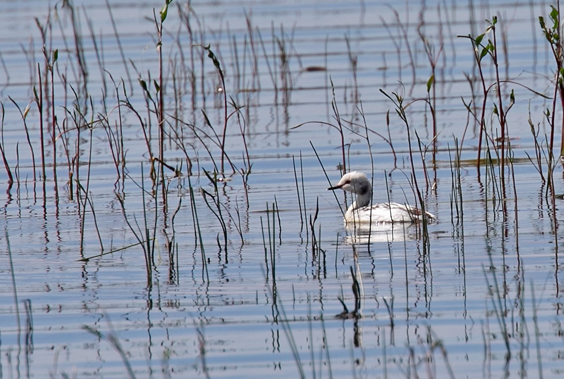 Horned Grebe - ML620176511