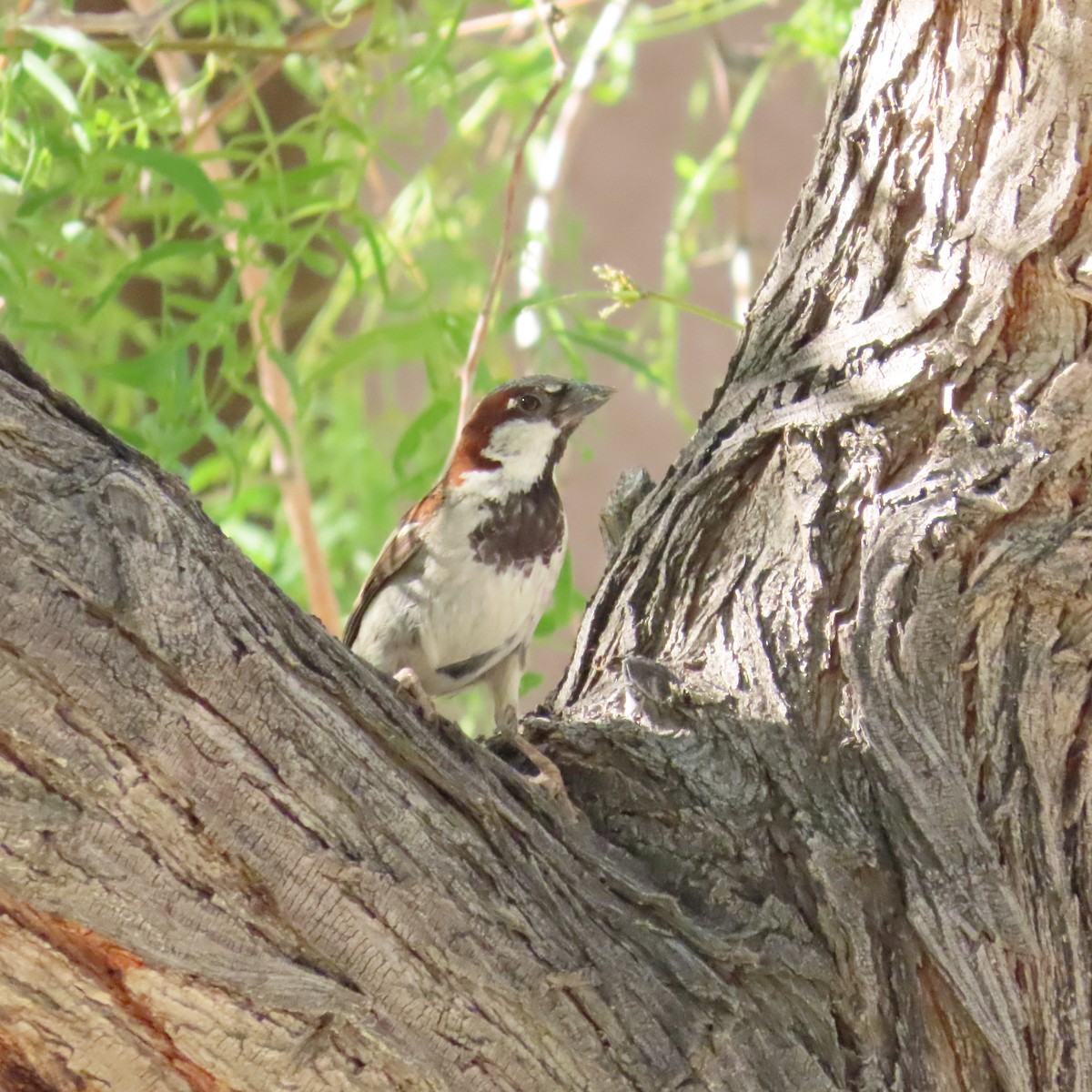 House Sparrow - ML620176512