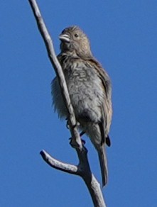 Lazuli/Indigo Bunting - ML620176520