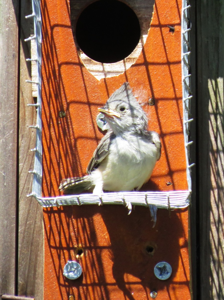 Black-crested Titmouse - ML620176523