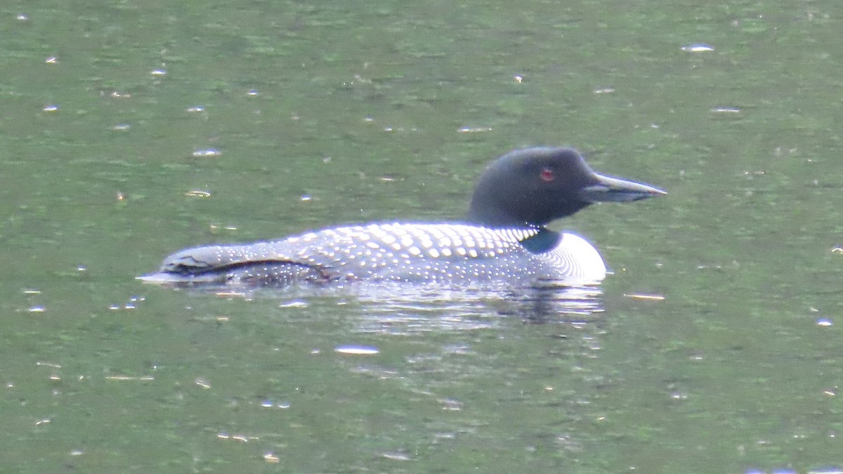 Common Loon - ML620176531