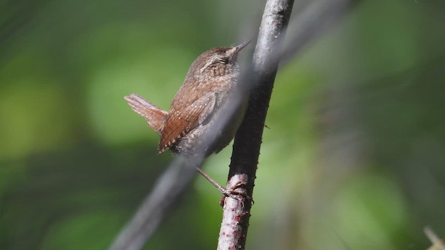 Troglodyte des forêts - ML620176543