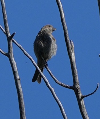 Lazuli/Indigo Bunting - ML620176549