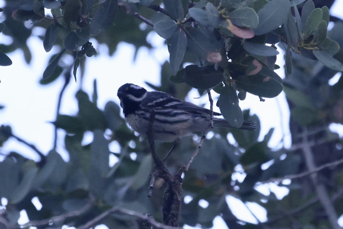 Black-throated Gray Warbler - ML620176550