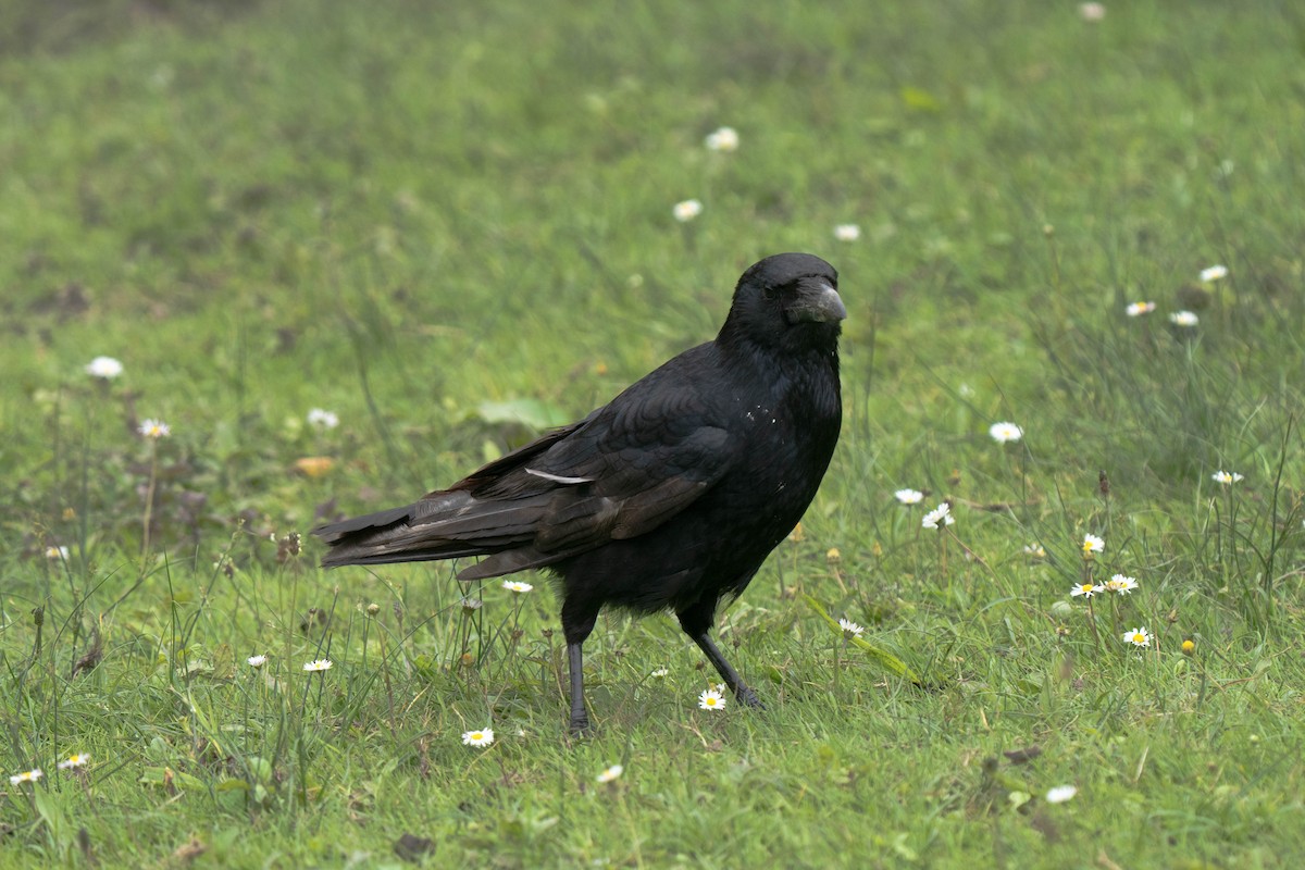 Carrion Crow - ML620176553