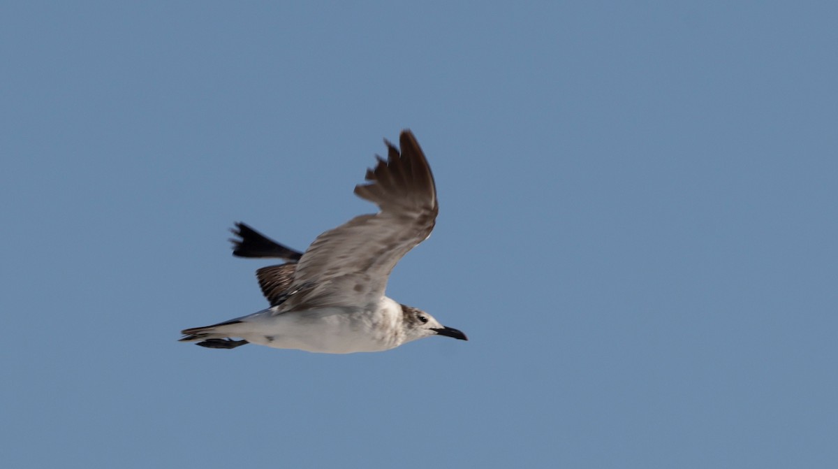 Mouette atricille - ML620176556