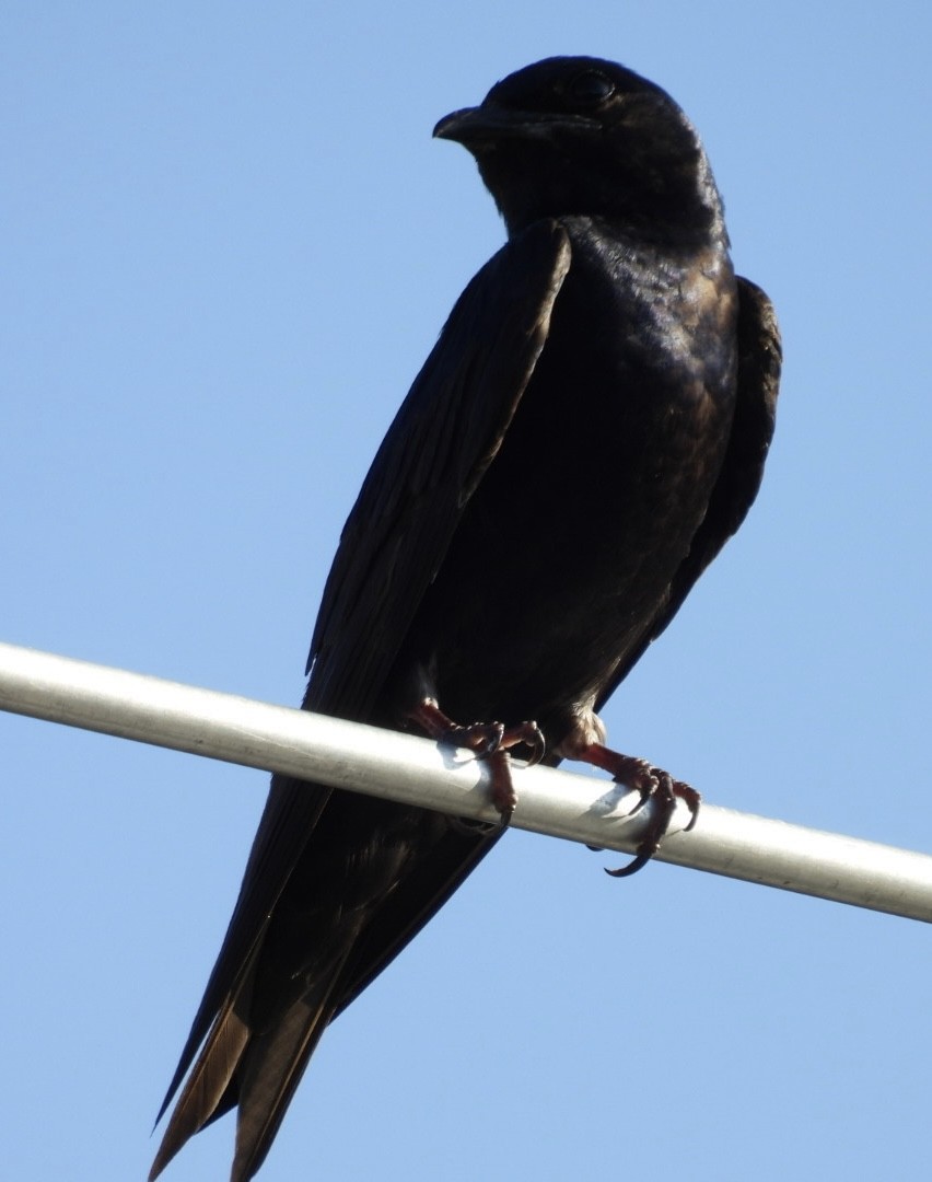 Purple Martin - ML620176580