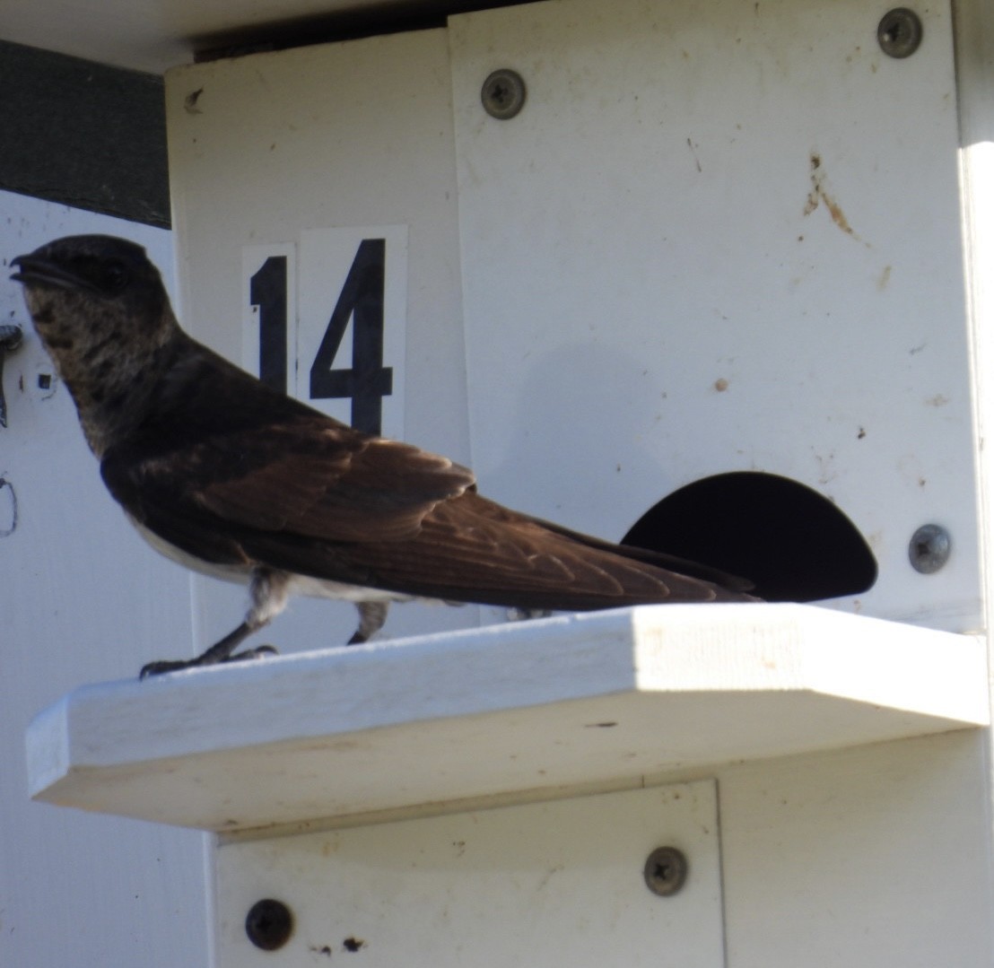 Golondrina Purpúrea - ML620176586