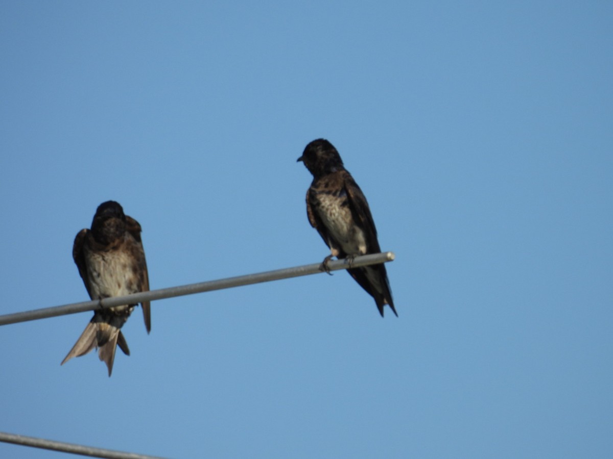 Purple Martin - ML620176587