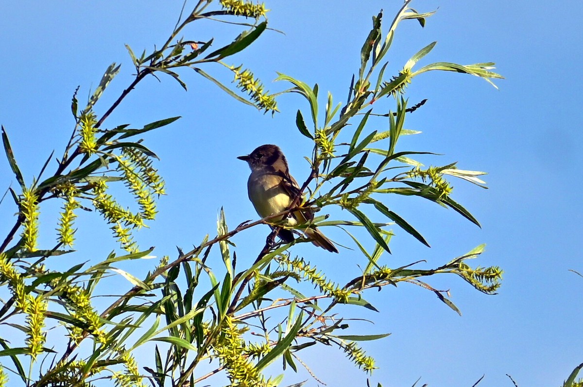 Willow Flycatcher - ML620176589