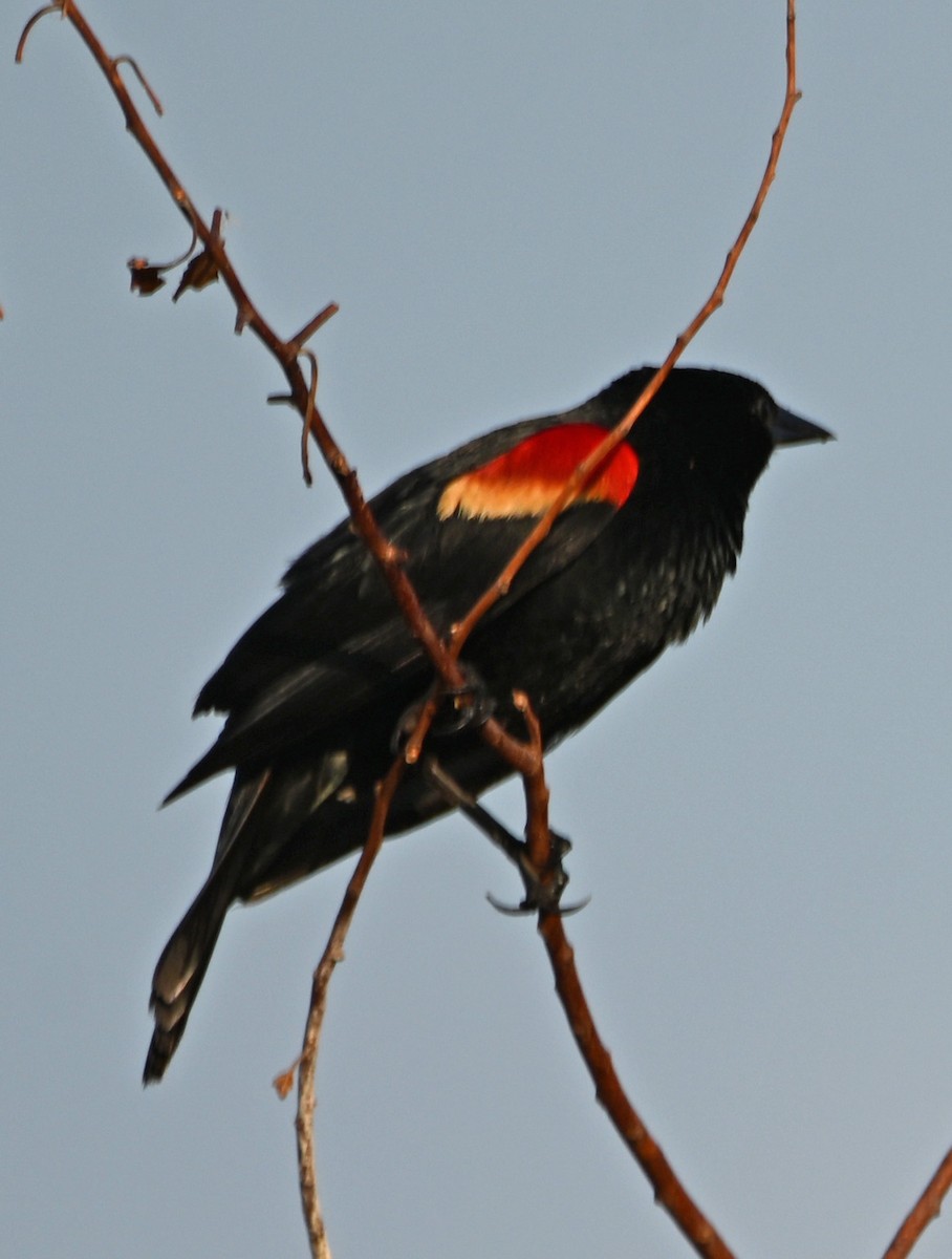 Red-winged Blackbird - ML620176593