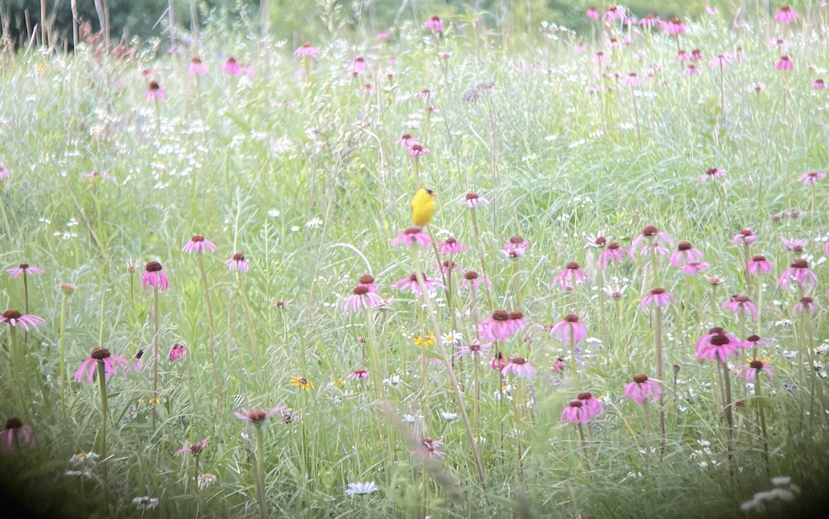 American Goldfinch - ML620176605