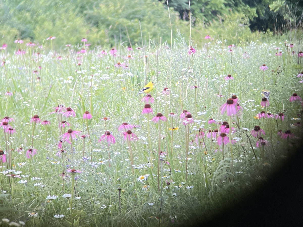 American Goldfinch - ML620176606