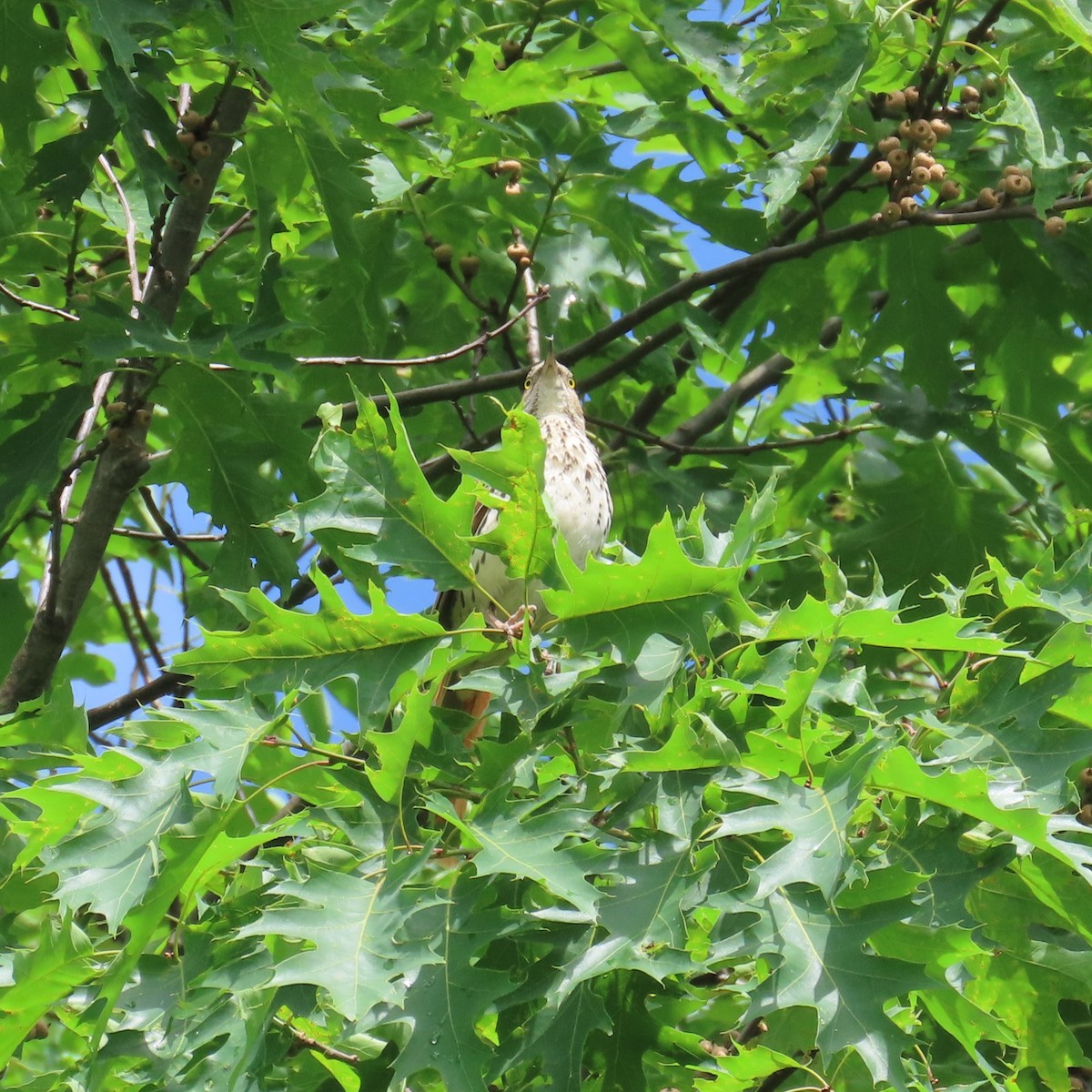 Brown Thrasher - ML620176607