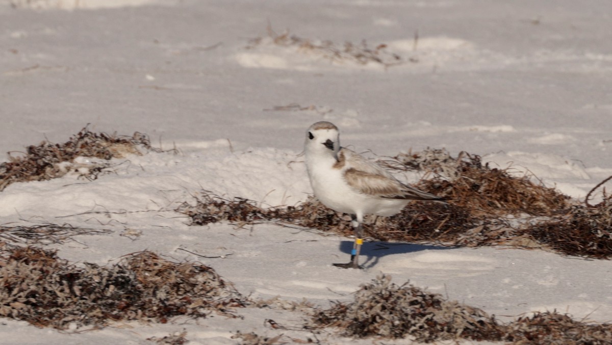 Snowy Plover - ML620176613