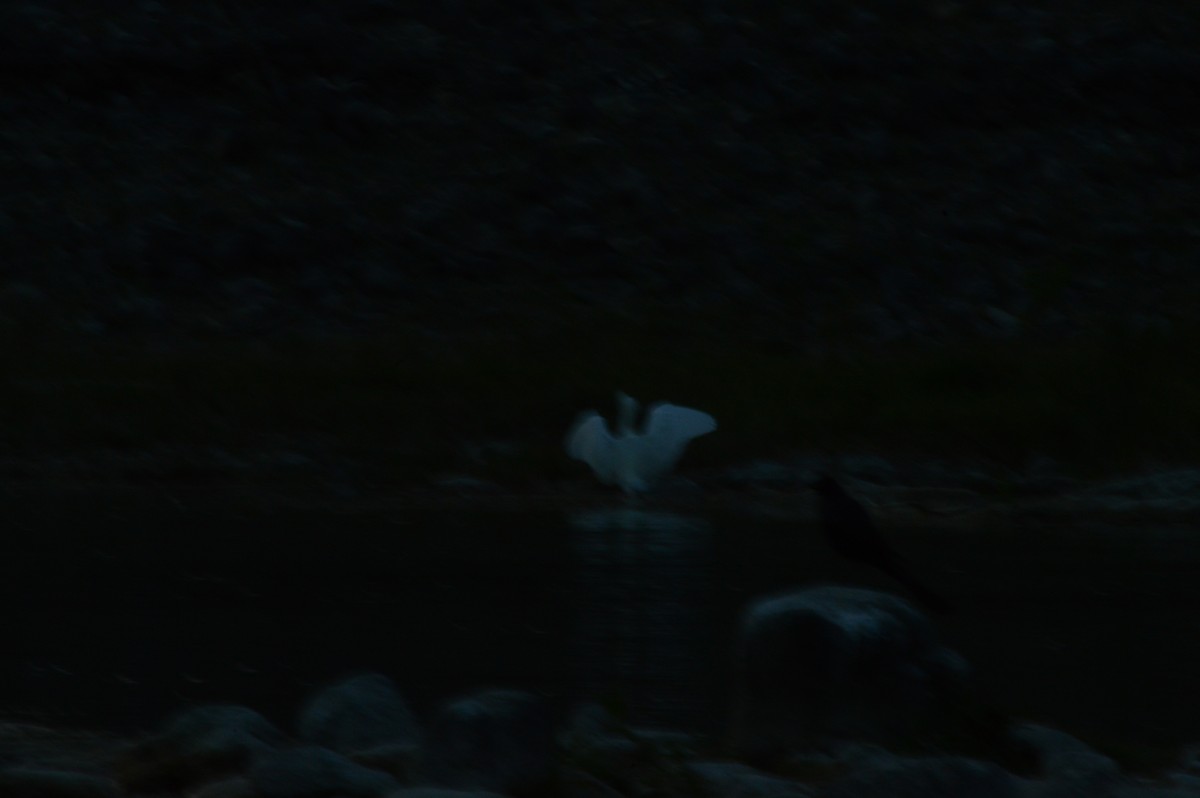 Snowy Egret - ML620176625