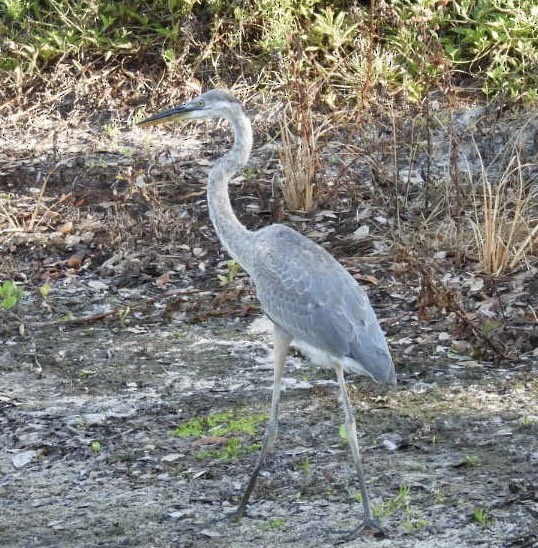 Great Blue Heron - ML620176626