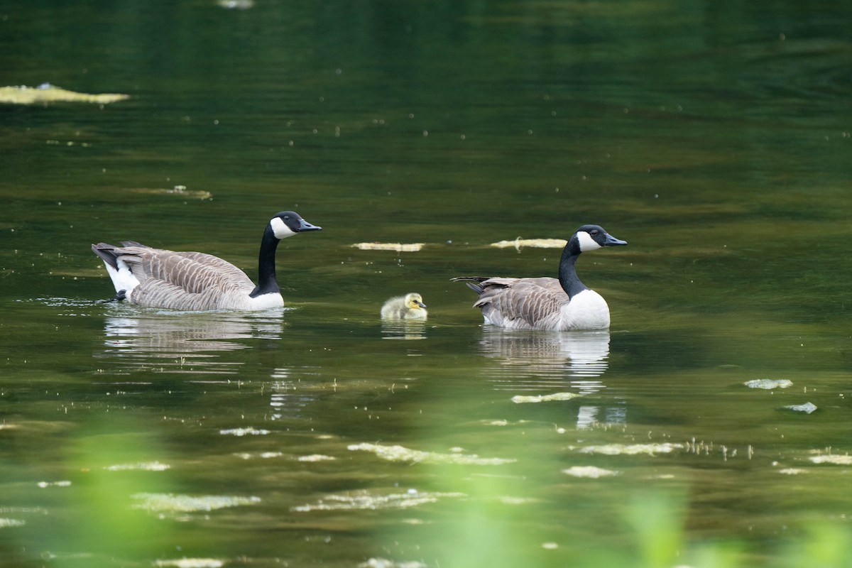 Canada Goose - ML620176631